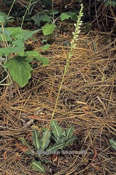 goodyera oblongifolia 1 graphic